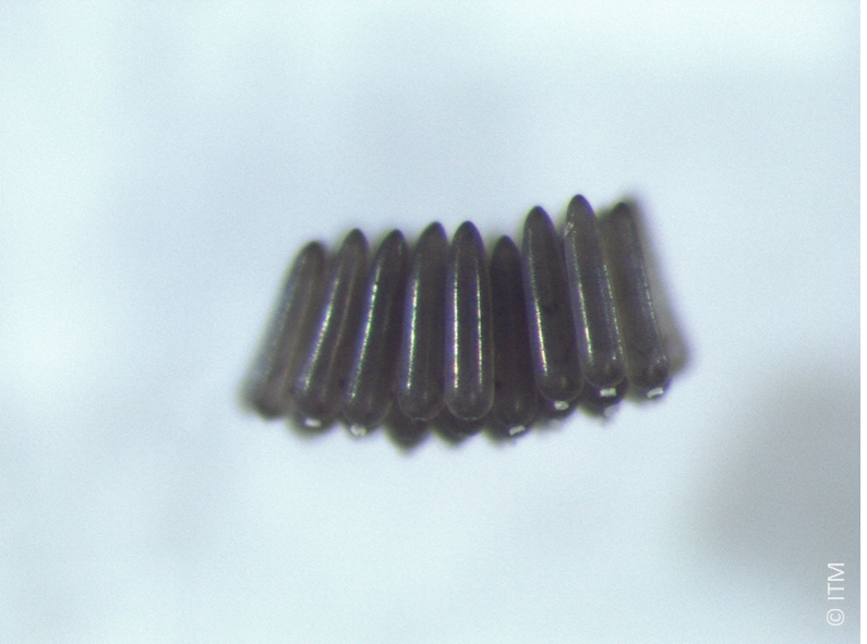 Culex pipiens eitjes
